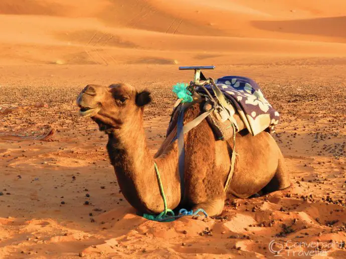 Erg Chebbi desert camp camel trek, Merzouga, Morocco