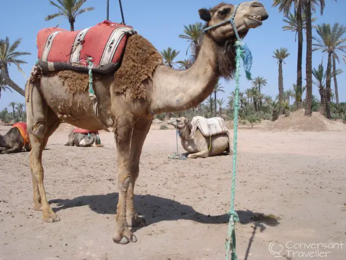 Experiencing the palmerie by camel, Marrakech