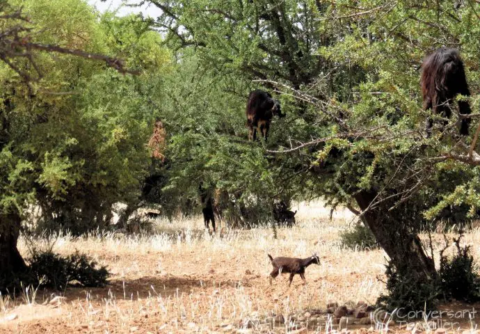 Goats in argan trees on the Souss plains between Tizi n Test and Taroudant