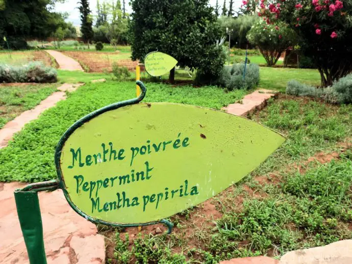 Herb gardens at Nectarome, Ourika Valley, Morocco