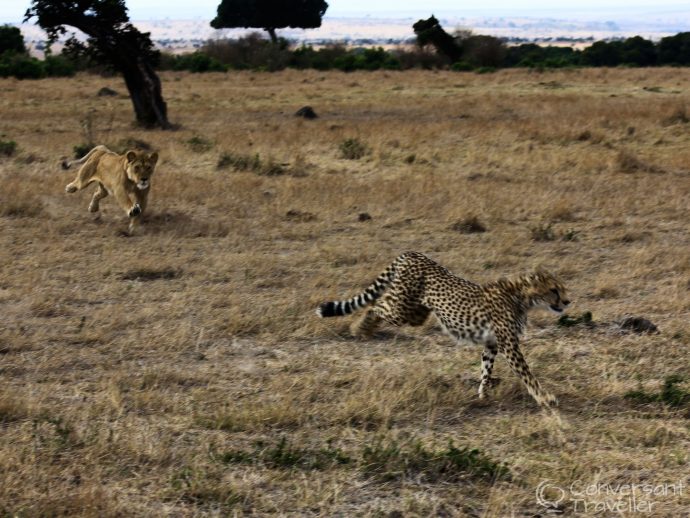 Saruni Mara luxury lodge - lion chasing a cheetah in Mara North Conservancy, Kenya