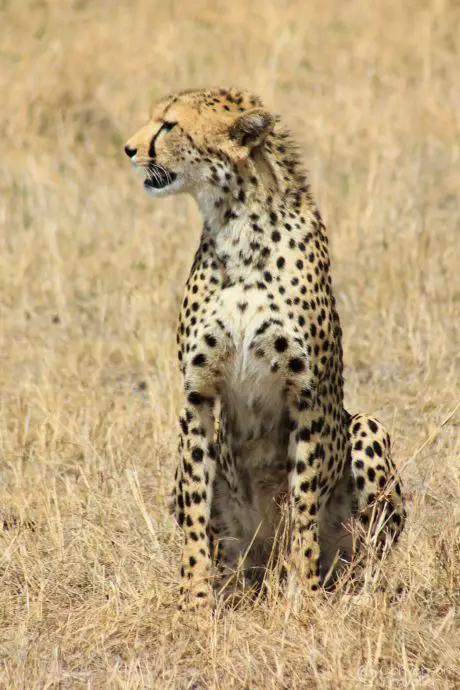 Saruni Mara luxury lodge - cheetah at Masai Mara North Conservancy, Kenya