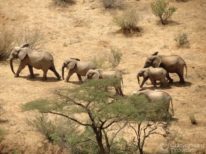 Elephants at Saruni Samburu luxury lodge, northern Kenya, view from the villa 5