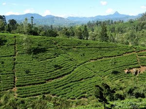 A Stay On A Tea Estate In Sri Lanka - Governor's Mansion Review 