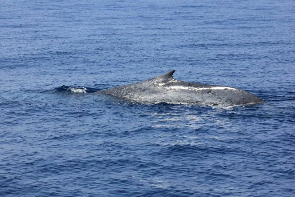 Whale watching in Sri Lanka by luxury catamaran - Conversant Traveller