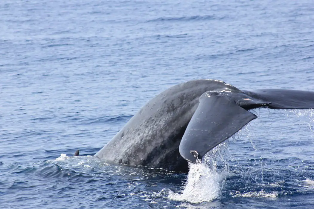 Whale watching in Sri Lanka by luxury catamaran - Conversant Traveller