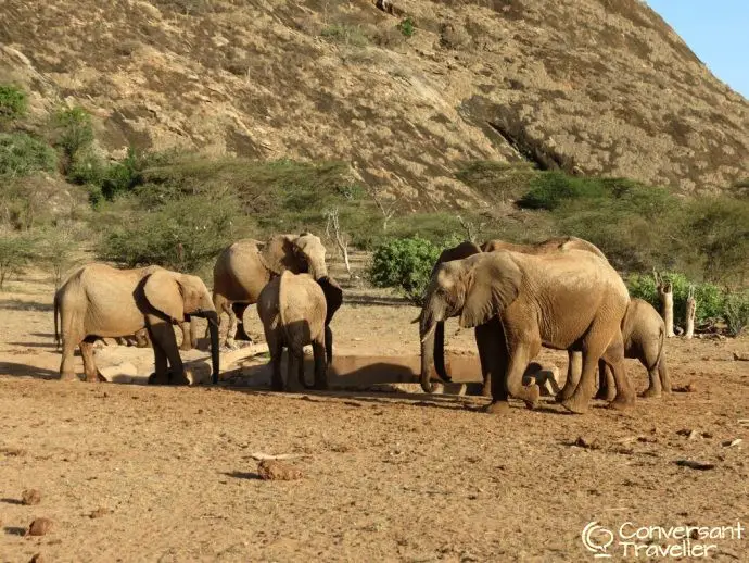 Kalama Conservancy elephants - Samburu Special 5 safari with Saruni Samburu, Kenya