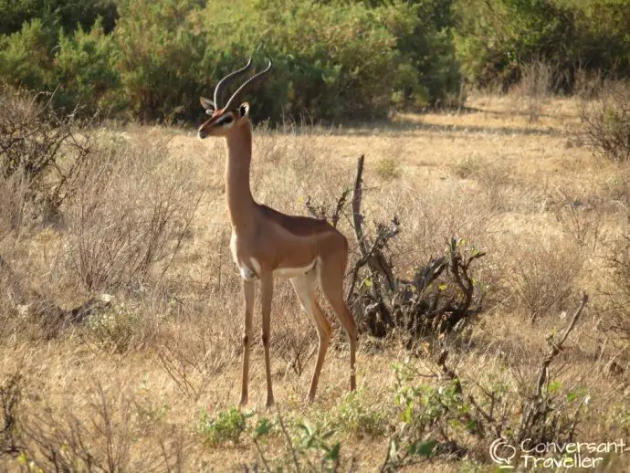 Samburu Special 5 - gerenuk, Saruni Samburu, Kenya