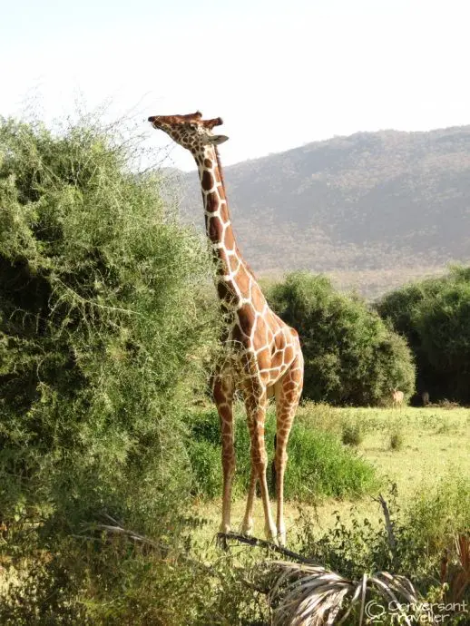 Samburu Special 5 - reticulated giraffe, Saruni Samburu, Kenya