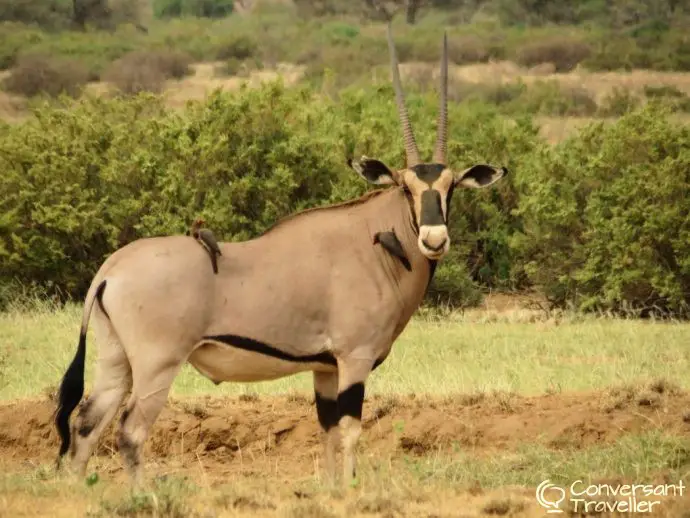 Samburu Special 5 - Besia Oryx, Saruni Samburu, Kenya