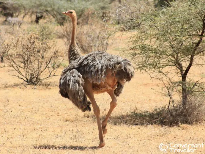 Samburu Special 5 - Somali Ostrich - Saruni Samburu, Kenya