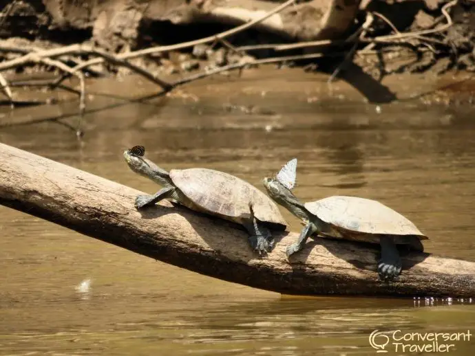 Butterflies on turtles heads - Amazon jungle tours - Tambopata Peru - Rainforest Expeditions Amazon Villa