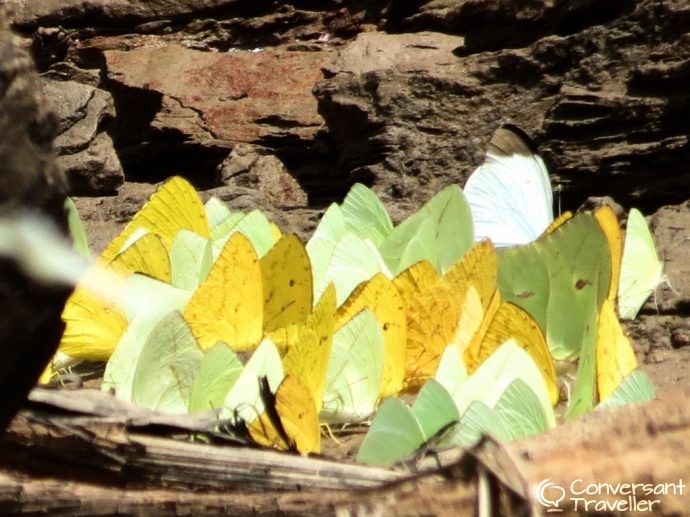 Butterflies - Amazon jungle tours - Tambopata Peru - Rainforest Expeditions Amazon Villa