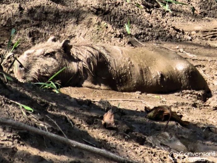 Capybara - Amazon jungle tours - Tambopata Peru - Rainforest Expeditions Amazon Villa