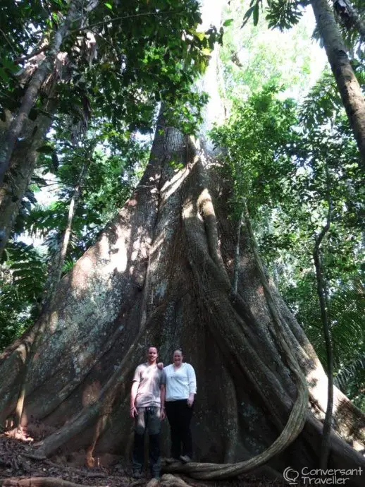 Giant fig tree, Tambopata, Amazon Rainforest Expeditions, Peru