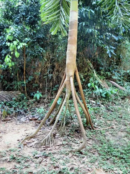 Walking Palm Tree, Tambopata, Amazon Rainforest Expeditions, Peru