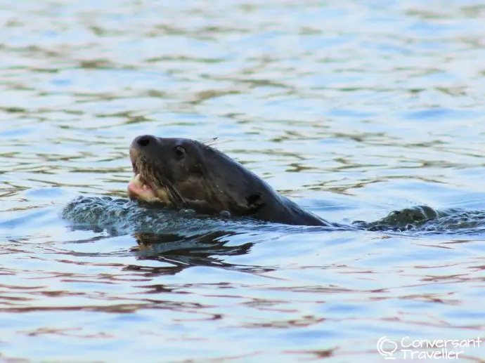 Giant river otter at Lake Sandoval, Inkaterra Reserva Amazonica, Tambopata, Peru