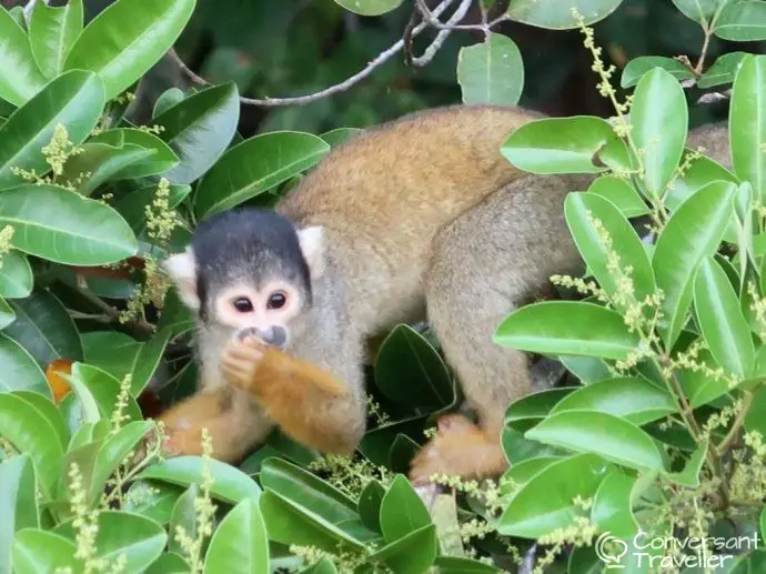 Inkaterra Reserva Amazonica jungle treehouse Tambopata Peru - monkey