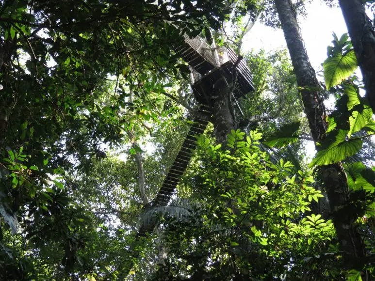 Inkaterra Reserva Amazonica jungle treehouse - Conversant Traveller