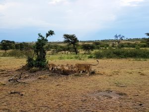 An incredible Kenya Safari with Audley Travel - Conversant Traveller