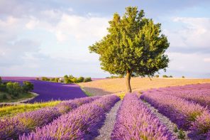 Provence lavender fields