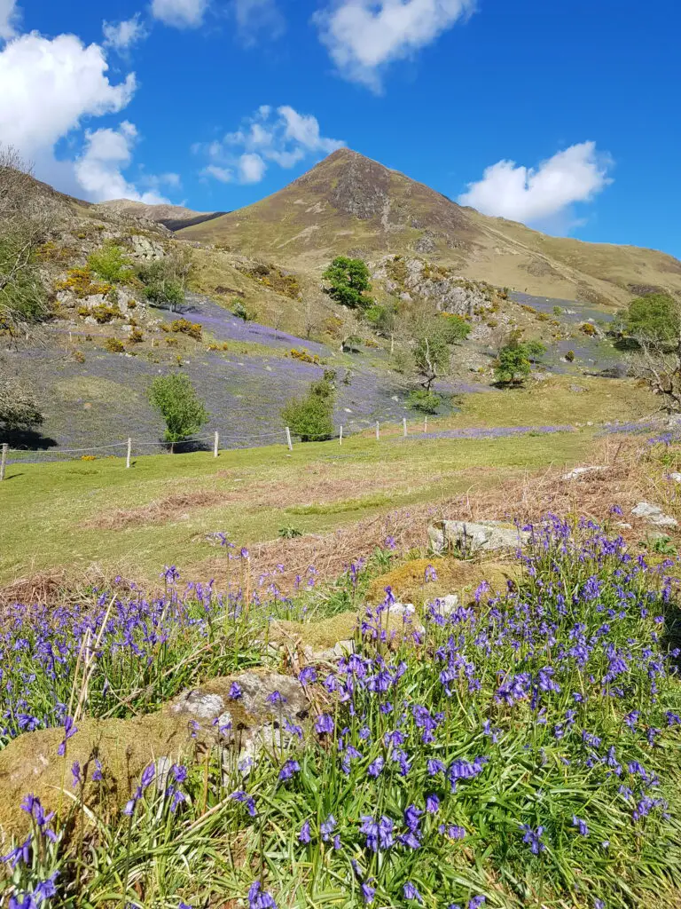 Rannerdale Bluebells 2024 - parking, walks and more - Conversant Traveller