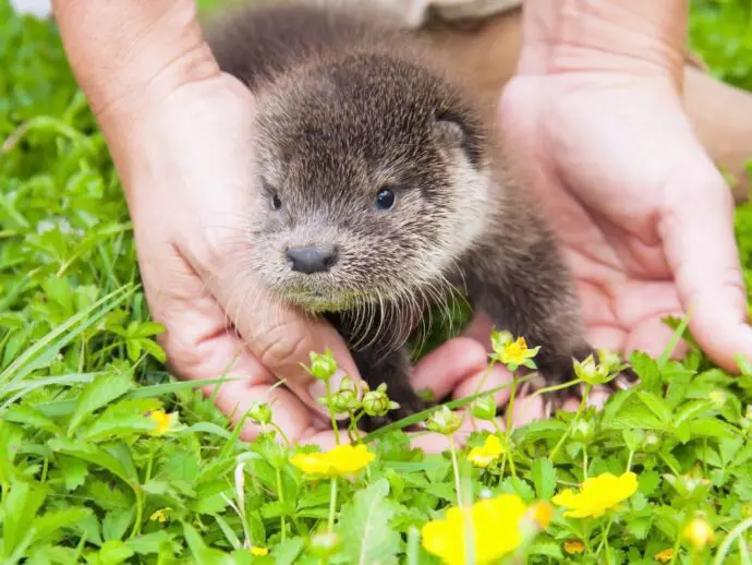 Wildlife rescue otter