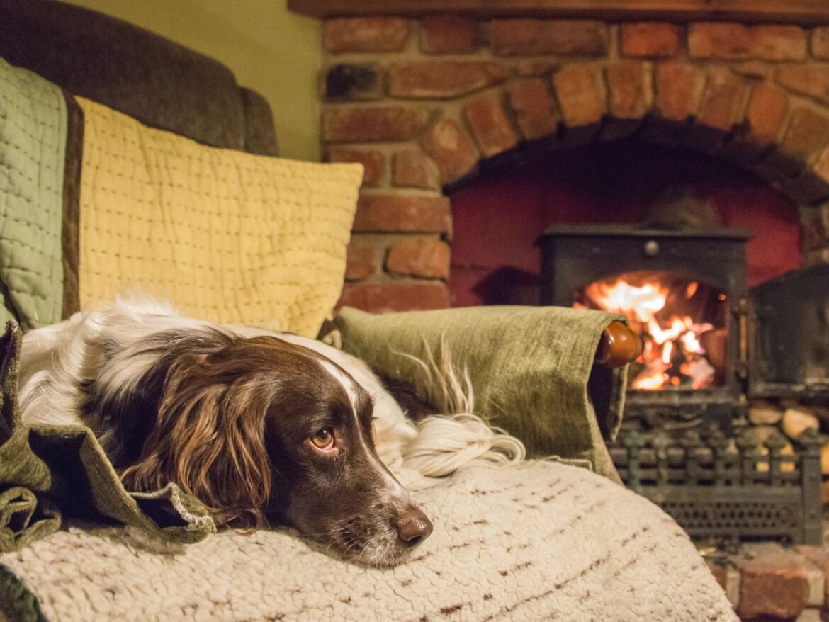 Cosy dog in winter