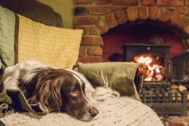 Cosy dog in winter