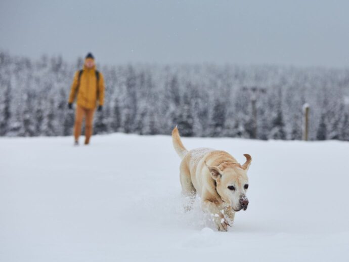 Dog in winter landscape