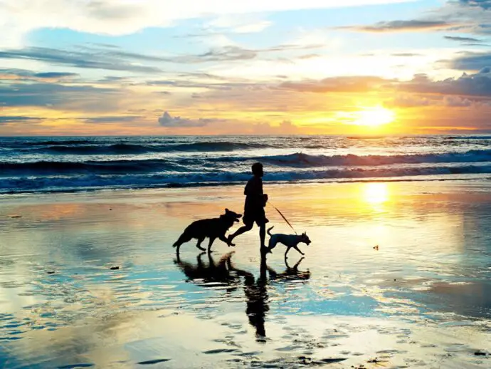 Dogs on the beach