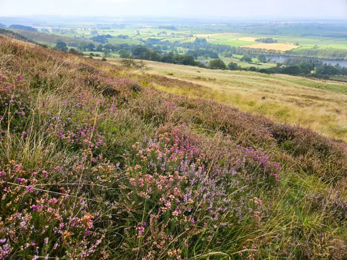 Heather in the fells near Castle Carrock in Cumbria