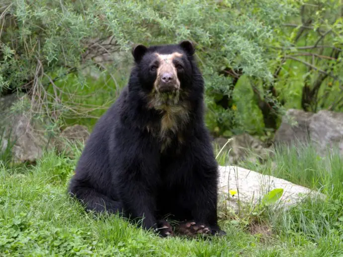 Asiatic black bear