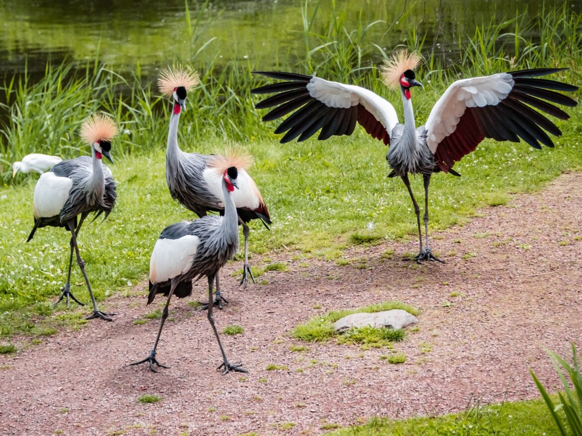 Red crowned cranes