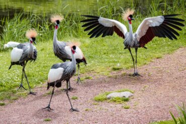 Red crowned cranes