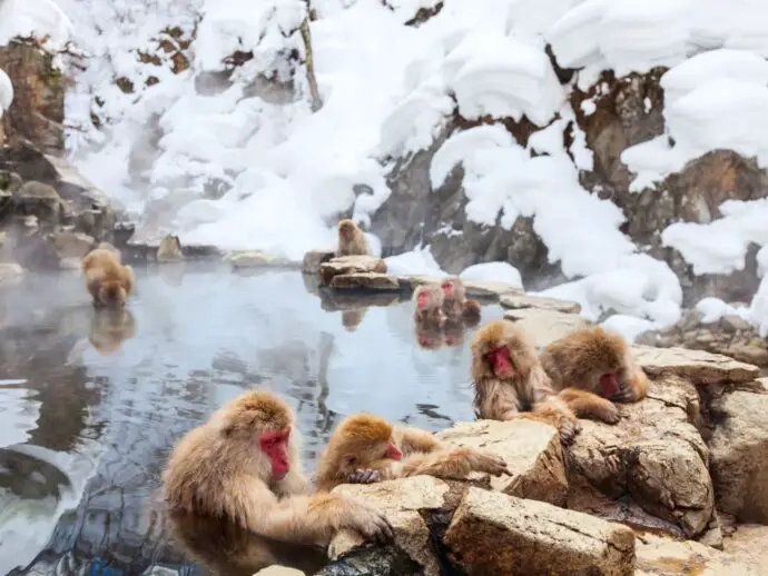 Jigokudani Monkey Park in Japan