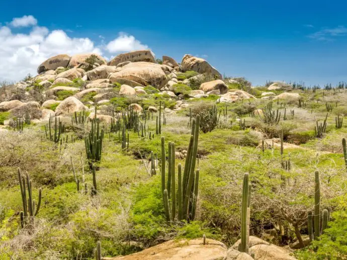 Rock formation in background with cactus plants in foreground