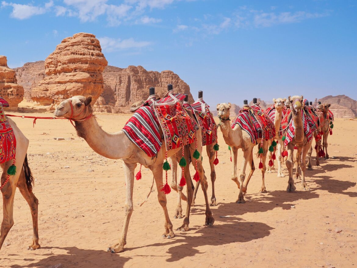 Camels in AlUla in Saudi Arabia