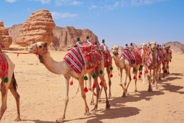 Camels in AlUla in Saudi Arabia