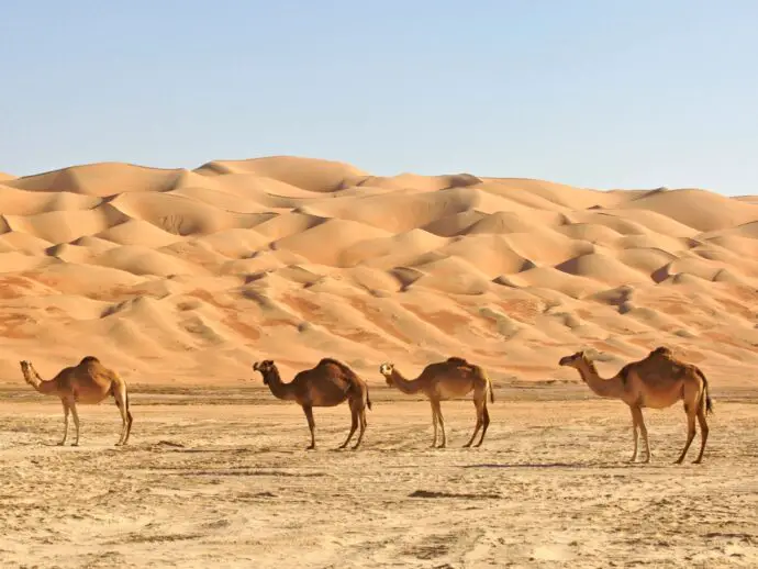 Sand dunes and camels